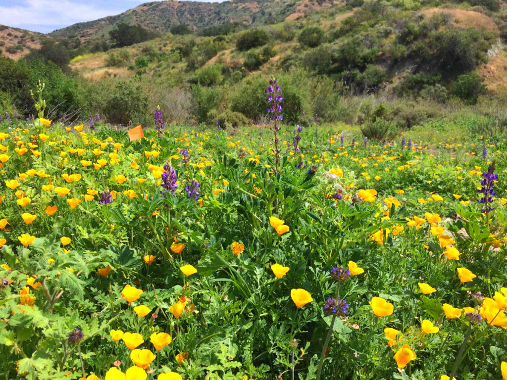Wildflowers Bloom on the Irvine Ranch Natural Landmarks