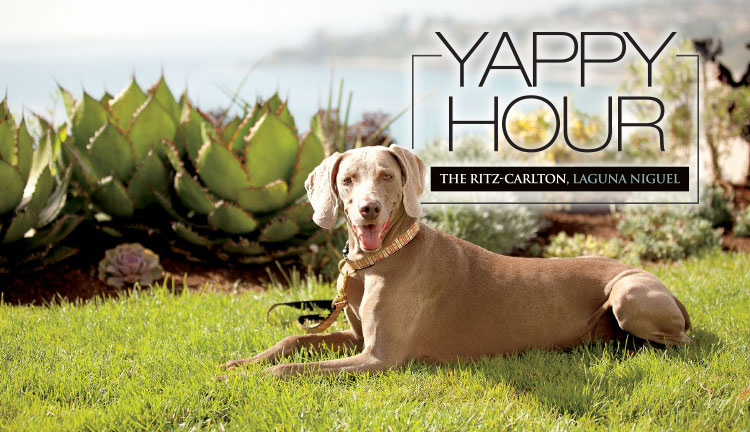 Yappy Hour