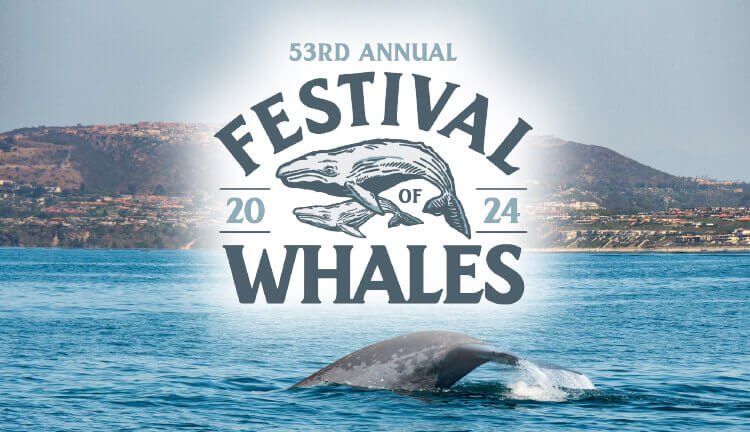 Festival of Whales